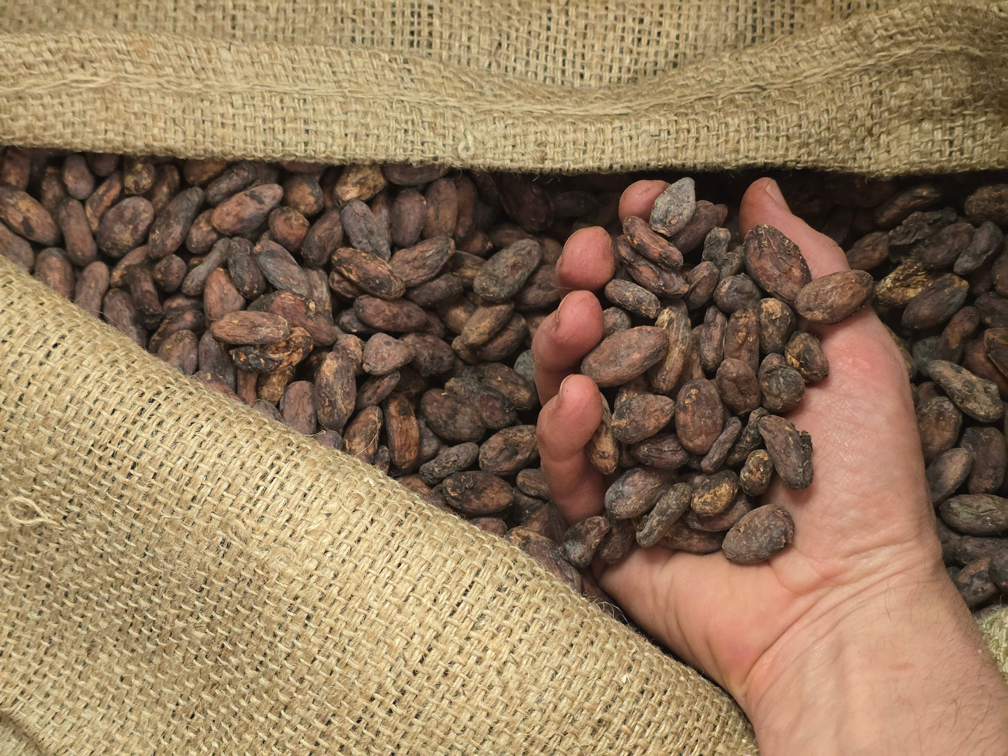 Fèves de cacao cru - Sachet 100g